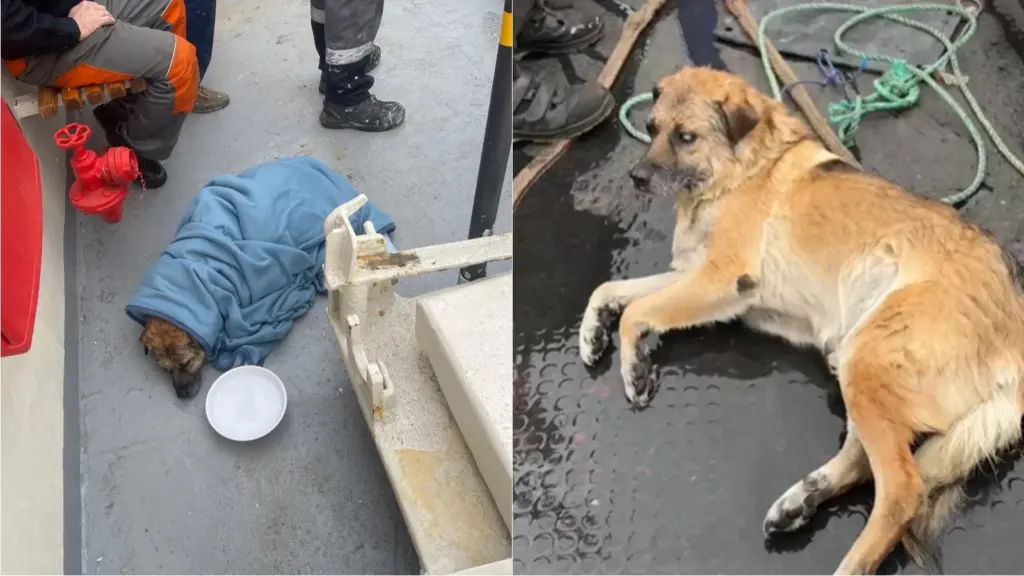 perro ciego a la deriva